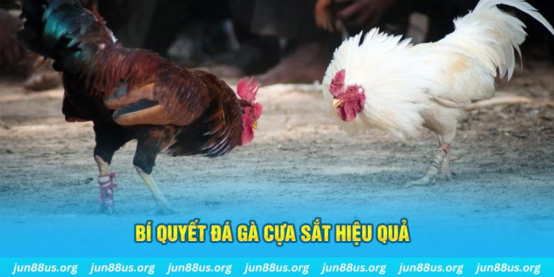 pkvip88 đá gà cựa dao