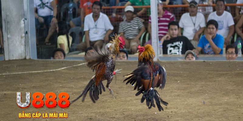 pkvip88 đăng nhập mậu binh online