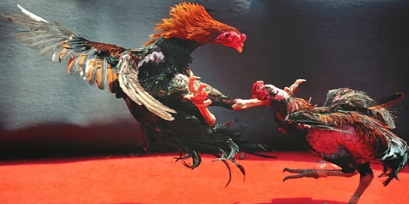 pkvip88 BG Bắn cá