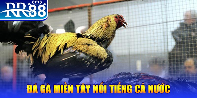 pkvip88 gà chọi c1.com trực tiếp 888