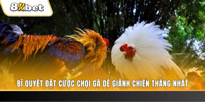 pkvip88 Tài Xỉu 2
